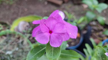 Pembe Gül Periwinkle (Catharanthus roseus) taç yapraklarında su incileri, süs güzelliği ve doğal bitkisel ilaçlarda ve geleneksel tıpta kullanımıyla bilinen tropikal çiçek.