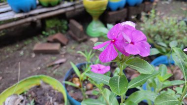 Canlı pembe Periwinkle çiçeğinin (Catharanthus roseus) geleneksel bitkisel tıpta kullanılan ve esnekliğiyle bilinen tropikal bir süs bitkisi olan su damlacıklarıyla yakın çekimi.