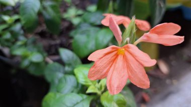Tropikal şeftali firecracker çiçekleri (Crossandra infundibuliforis), canlı renkleri koyu yeşil yapraklarla uyumsuzdur.