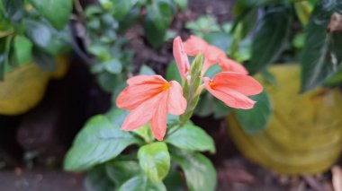 Şeftali Fişeği Çiçeği (Crossandra infundibuliforis) çiçek açar ve çiçek açan bir kestane fişeği bitkisinden canlı turuncu bir Aboli çiçeği ayrıntısı, bir tropikal şeftali çiçek kümesi