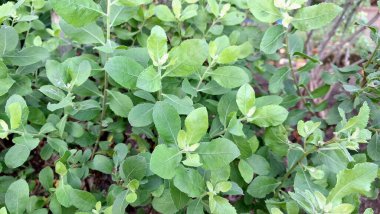 Pluchea Indica Yaprak dokusu Makro İğne Doğal Şifa, Botanik Çalışması ve Bitkisel İlaçlar Tasarımı İçin Aromatik Şifalı Bitki