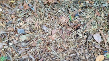 Yerlere saçılmış kuru, kahverengi yaprakların detaylı dokusu orman zemininde sonbahar kalıntılarından oluşan doğal bir halı oluşturuyor.