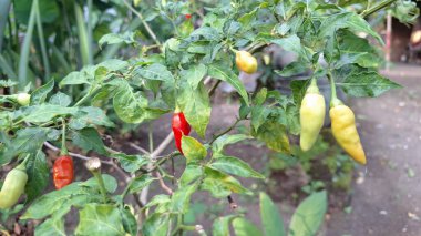 Değişken piyasalardaki riskleri ve potansiyel finansal gerilemeleri sembolize eden dengesiz büyümeyle daha az canlı bir kırmızı biber sahası..