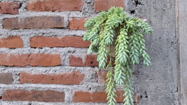 Sedum morganianum 'un Yakın Çekimi: Yeşil Burro' s Tail Succulent with Yoğun Kuyruk Kökleri, Popular Houseplant