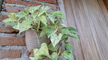 Altın Pothos (Epipremnum aureum): Şeytanın Sarmaşığı veya Para Fabrikasının Yakın Çekimi, İç Dekor İçin Canlı Değişken Yeşil ve Sarı Yapraklar