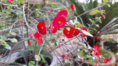 Taze yeşil yapraklı Euphorbia milii (Dikenli Taç) 'nin güzel kırmızı çiçekleri, tropikal bitki örtüsünün canlı bir görüntüsü..