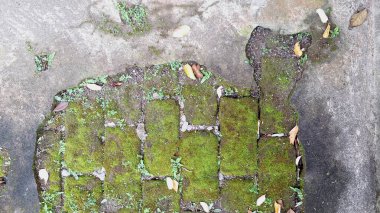 Rutubetli Duvar yüzeyinde yosun hasarı. Vahşi Yosun Yetiştirme Yapısı, Eski ve Kötü Korunan Yapılarda Duvar Belirsizliğine, Kırıklara ve Nemlendirme Sorunlarına Yol Açar
