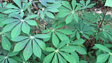 Lush Green Cassava Leaves (Manihot esculenta) Yoğun Tropikal Yaprak Arkaplanı, Doğal Duvar Kağıtları ve Botanik Resimleri İçin İdeal.