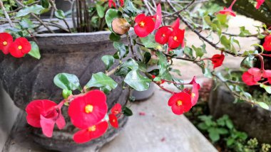 Sersemletici kırmızı dikenli taç (Euphorbia milii) çiçekleri, canlı renkleri ve eşsiz çiçekli yapılarını vurgulayarak tam çiçeklenmiştir..