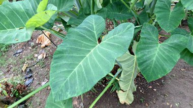 Tropikal Yenilebilir Taro Bitkisi (Colocasia esculenta) ve Büyük Yeşil Yapraklar Arka Bahçe Organik Tarım Konsepti