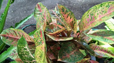Pembe, yeşil ve beyaz yapraklı tropikal Aglaonema ve Caladium bitkileri ev dekorasyonu ve hava temizleyici dekorlar için mükemmeldir.