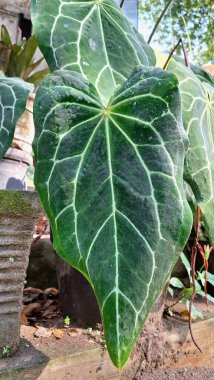 Bloom 'daki canlı Anthurium Kristalini' Mini Fil Kulağı 'Yaz Güneşi' nde Egzotik Yakın Çekim Detaylı Lüks Tropik Bahçe Mücevheri.