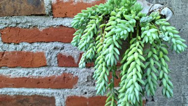 Egzotik İzleme Sulu: Düşük Bakım İçerisi ve Açık Alan İçin Sedum Morganianum (Eşek Kuyruğu)