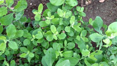 Aromatik Yeşil Pluchea Indica (Hint Kafur otu) Yaprak Kapağı: Bitkisel İlaçlar ve Botanik İllüstrasyonlar İçin Doku ve Tıbbi Özelliklerini Vurguluyor