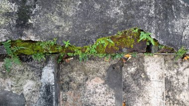 Bina duvarında kontrolsüz yosun büyümesi. Kötü havalandırma ve drenajlı nemli ortamlarda uzun vadeli hasar, yüzeysel bozulma ve yapısal zayıflamaya yol açar