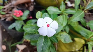Yeşil yapraklar ve su incileri ile güzel Beyaz Vinca çiçeği (Catharanthus roseus), dayanıklılığı sembolize eder ve sık sık bitkisel tedavilerde kullanılır..