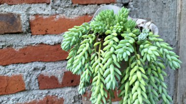 Sağlıklı Eşek Kuyruğu (Sedum morganianum): Kalın Yeşil Yapraklı, Kapalı ve Açık Hava Yeşilliği İçin Eşsiz ve Kolay Bakım Evi