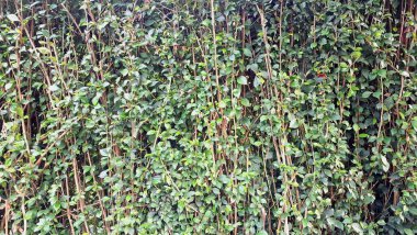 Acalypha Siamensis çitinin yemyeşil bir ayrıntısı (hiç kimse) canlı doğal bir dekoratif arkaplan sunar ve güzel bir canlı çit ya da duvar kağıdı işlevi görebilir.