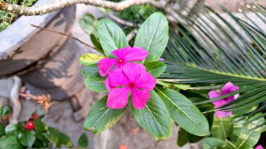 Canlı pembe Periwinkle çiçeğinin (Catharanthus roseus) geleneksel bitkisel tıpta kullanılan ve esnekliğiyle bilinen tropikal bir süs bitkisi olan su damlacıklarıyla yakın çekimi.