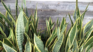 Güzel Kaynananın Dili (Dracaena trifasciata): Uzun, Dayanıklı Yeşil Çizgili Yeşil Yapraklar, Herhangi Bir Ev İçin Popüler Hava Arındırıcı Kapalı Salon Bitkisi