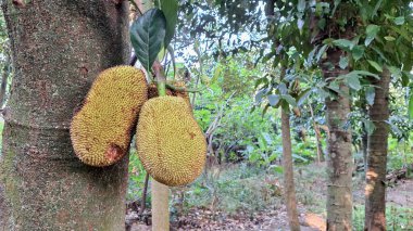 Olgunlaşmamış Yeşil Jackfruit Tropikal Ağaç Dalında Ağır Asılı: Dokulu Tarım Ürünleri, Tarım Ürünleri ve Taze Deri ile Olgunlaşmamış Meyvelerin Yakın Çekimi