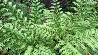 Vahşi Fern (Onoclea duyarlılığı) Ormanda yetişen yaprak, Yaz eğreltiotu Duvar Kağıdı Yaprakları