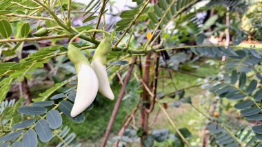 Sesbania Grandiflora Ağaç dalında Beyaz Yenilebilir Çiçekler Tropik Tropikal Çiçekler Bulaşıklarda ve Doğal Bitkisel Tedavilerde Kullanılıyor