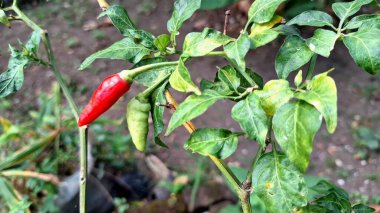 Genç, canlı yeşil biberler sağlıklı bir bitkinin üzerinde yetişiyor, bu da taze üretim gelişiminin ilk aşamalarını gösteriyor..
