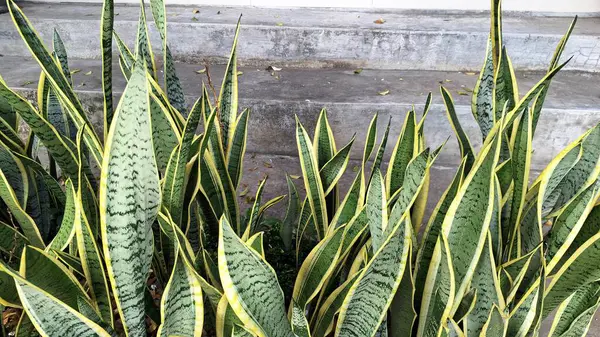 Güzel Kaynananın Dili (Dracaena trifasciata): Uzun, Dayanıklı Yeşil Çizgili Yeşil Yapraklar, Herhangi Bir Ev İçin Popüler Hava Arındırıcı Kapalı Salon Bitkisi