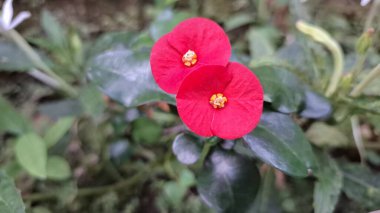Dikenli kırmızı taç (Euphorbia milii) keskin odak noktasında, onların narin ve canlı güzelliklerini ortaya çıkarır..