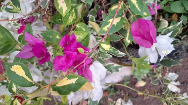 Bougainvillea Glabra Variegata 'nın Beyaz ve Pembe Yapraklı Çiçeklerinin Yakın Çekimi Tropikal Güneş Işığında Doğal Açar