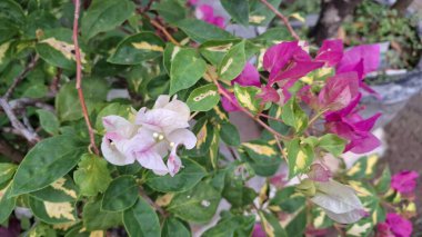 Beyaz ve Pembe Varyasyonlu Bougainvillea Glabra Çiçekleri Güneş Işığı Tropikal Kağıt Fabrikası Kapalı Kapalı Bölgede Çiçek Açar