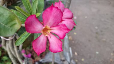 Şaşırtıcı pembe Çöl Gülü (Adenium obesum) çiçeğinin bulanık bir arkaplanı, süsleme cazibesini ve benzersiz biçimini vurguluyor.