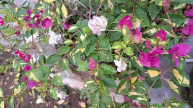 Beyaz ve Pembe yapraklı çeşitlendirilmiş Bougainvillea Glabra Açık Hava Kağıt Çiçeklerinin Güneş Işığında Çiçek Açar