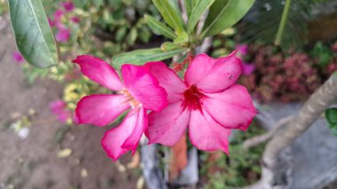 Adenium obesum 'un zarif pembe çiçeği, kuraklığa dayanıklı, egzotik çiçekleri ve heykel gövdesi için geniş bir alana yayılmış..