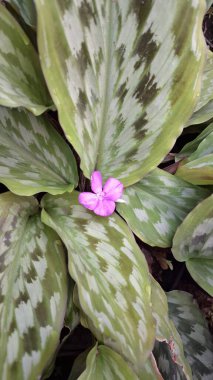 Kaempferia pulchra 'nın yukarıdan aşağı Macro Manzarası Mor Çiçek ve desenli Yapraklar, Tropikal Bahçe Süslü Bitki
