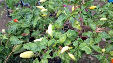 Canlı yeşil biberlerin yakın çekimi, yükselen piyasa fiyatları tartışmalarının ortasında değerli bir emtiayı sembolize ediyor..