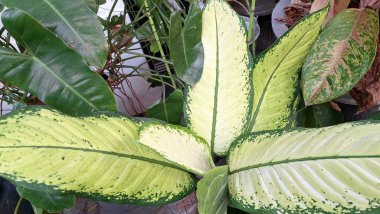 Egzotik Dieffenbachia Yaprak Yaprağı Yakın Çekim: Grevci Beyaz ve Yeşil Çeşitlilik, Yeşillik Tropikal Yaprak Tasarım Yapısı