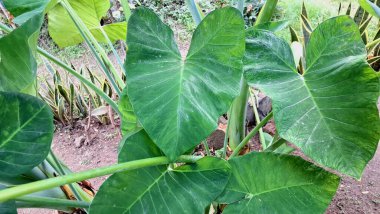 Tropikal taro bitkisi Colocasia esculenta yenilebilir bitki kökü. Nemli bahçede yetişen dev yeşil yapraklar. Gıda tarımı ve egzotik bitki fotoğrafları için mükemmel.
