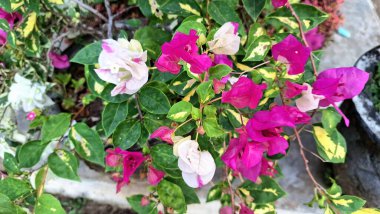 Bougainvillea Glabra Variegata 'nın Beyaz ve Pembe Yapraklı Çiçeklerinin Yakın Çekimi Tropikal Güneş Işığında Doğal Açar