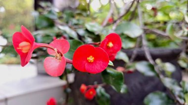 Parlak güpegündüz yakalanan dikenli çiçeklerden oluşan parlak kırmızı taç (Euphorbia milii), karmaşık çiçek desenlerini vurguluyor.