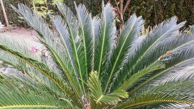 Sago Palm Leaves Macro Görünümü Işıldayan Yeşil Broşürler, Özgeçmiş, Doğa Baskıları ve Organik Tasarımlar İçin İdeal