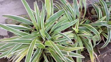 Hava Arındırıcı Örümcek Bitkisi (Chlorophytum comosum): Ayırt edici Beyaz Kenarlı Yaprakları, Sürdürülebilir Ofis ve Yeşillik İçin İdeal