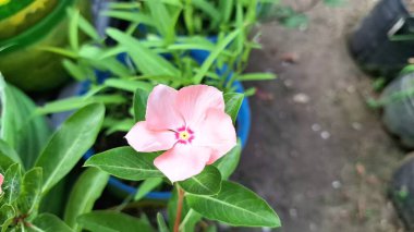 Su İncileri Popüler Süslü Çiçekli Taze Pembe Vinca (Catharanthus Roseus)
