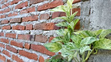 Altın Pothos (Epipremnum aureum): Canlı Şeytan Sarmaşığı, Modern İç Dekor Para Fabrikası