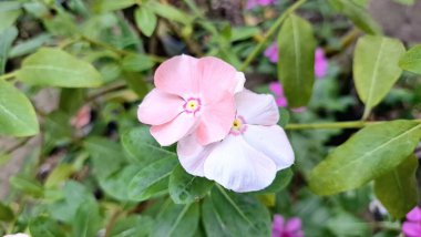 Yaprakların üzerinde su incileri bulunan pembe ve beyaz gül rengi Periwinkle (Catharanthus roseus), doğal bitkisel ilaçlarda ve geleneksel ilaçlarda süs güzelliği ve kullanımıyla bilinen tropikal çiçek.