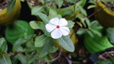 Geleneksel bitkisel ilaçlarda kullanılan ve dayanıklılığıyla bilinen tropikal bir süs bitkisi olan su damlacıkları ile canlı Beyaz Periwinkle çiçeğine (Catharanthus roseus) yakın plan