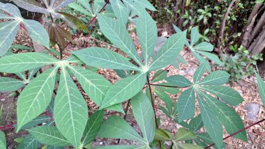 Çoklu Cassava Yaprakları 'nın canlı yeşil dokusu (Manihot esculenta), Doğa Temalı Arkaplan ve Tasarımlar İçin Mükemmel Taze ve Organik Desenler Oluşturur.
