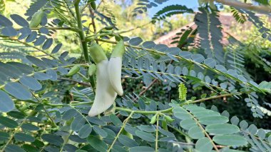 Sesbania Grandiflora 'nın beyaz çiçek tomurcukları ya da Focus' ta Agati Ağacı Asya mutfağında ve geleneksel tıpta kullanılan bitkisel yenilebilir çiçek.