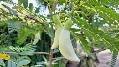 Sesbania Grandiflora Ağaç dalında Beyaz Yenilebilir Çiçekler Tropik Tropikal Çiçekler Bulaşıklarda ve Doğal Bitkisel Tedavilerde Kullanılıyor